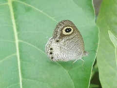 Ypthima ceylonica