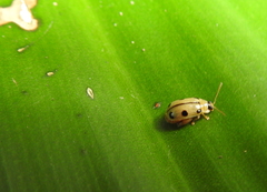 Coleoptera