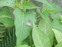 Ypthima ceylonica