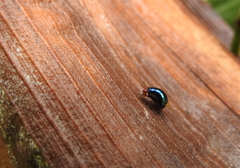 Celyphidae