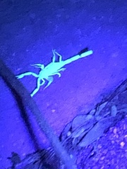 Centruroides gracilis