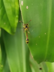 Eustenogaster micans