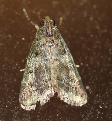 Orthaga atribasalis