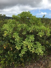 Scaevola gaudichaudiana
