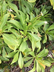 Scaevola gaudichaudiana