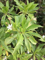 Scaevola gaudichaudiana