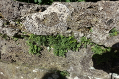 Asplenium ruta-muraria