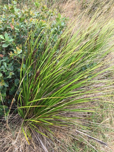 Gahnia beecheyi