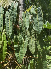Philodendron billietiae