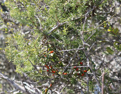 Viscum rotundifolium