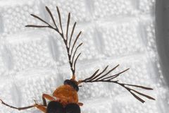 Pterotus obscuripennis