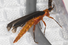 Pterotus obscuripennis