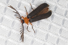 Pterotus obscuripennis