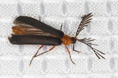 Pterotus obscuripennis