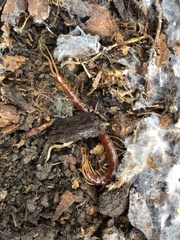 Scolopocryptops spinicaudus