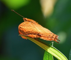 Vindula dejone erotella