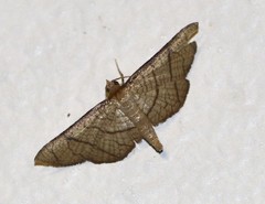 Hypolamprus ypsilon