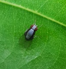 Homoneura discoglauca