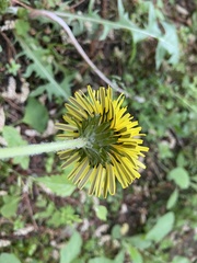 Taraxacum officinale