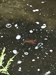Euastacus