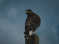 Geranoaetus polyosoma polyosoma