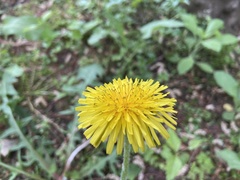 Taraxacum officinale