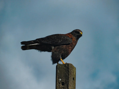 Geranoaetus polyosoma polyosoma
