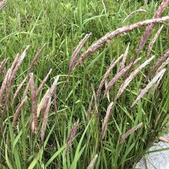 Imperata