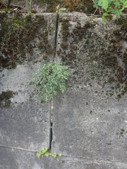 Asplenium ruta-muraria