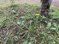 Taraxacum officinale