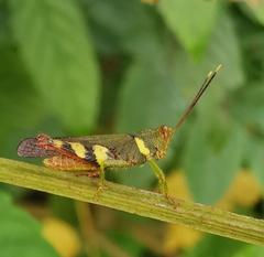 Apalacris varicornis