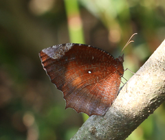 Elymnias hypermnestra undularis