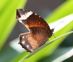 Elymnias hypermnestra undularis