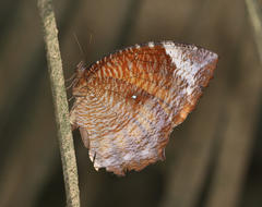 Elymnias hypermnestra undularis