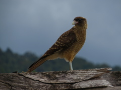 Daptrius chimango chimango