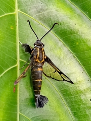 Pseudosesia