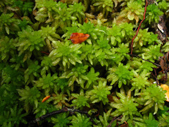 Sphagnum cristatum