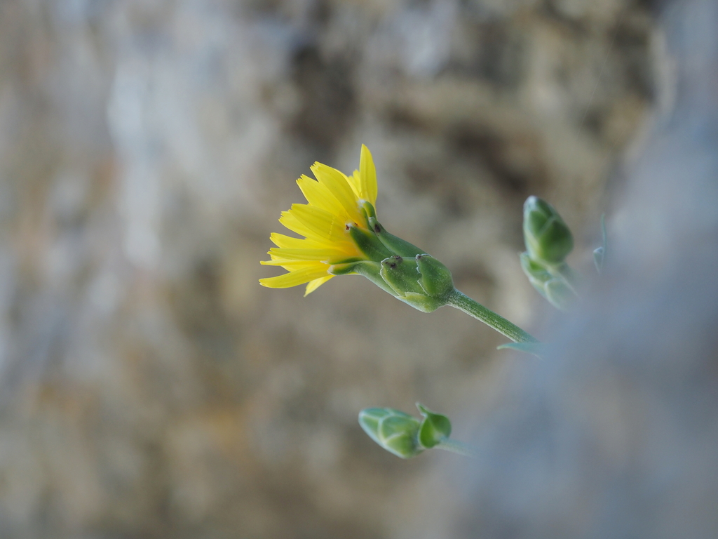 Scorzonera scyria