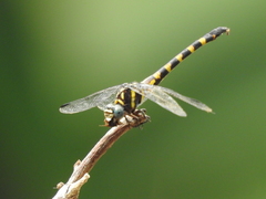 Paragomphus capricornis