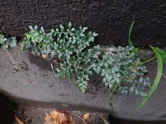 Asplenium ruta-muraria