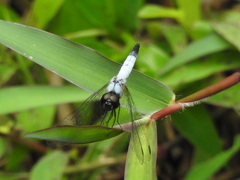 Aethriamanta gracilis