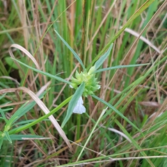 Leucas lavandulifolia