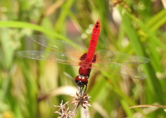 Urothemis signata insignata