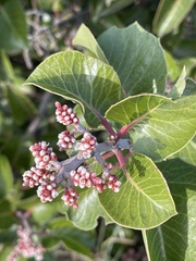 Rhus ovata