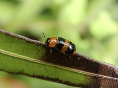 Physosmaragdina nigrifrons