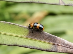 Physosmaragdina nigrifrons