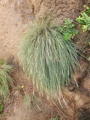 Poa astonii