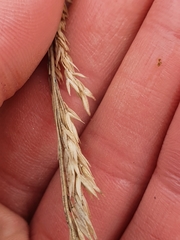 Poa astonii