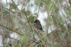 Lonchura punctulata
