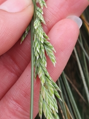Poa astonii